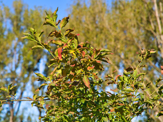 Landschaft Siegaue bei Bonn  