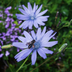 Fototapeta premium Fleurs sauvages des montagnes du Bugey et de la vallée de l'Ain; fleur de Chicorée et une abeille butineuse.