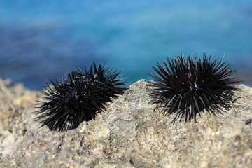 Two live sea urchins on a rock