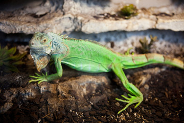 Green iguana on a rock.