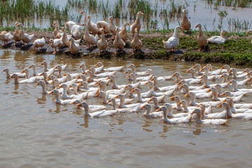 Ninh Binh, Vietnam, a flock of domestic white geese in rice fields