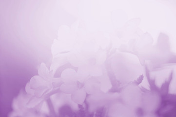 Soft flower background  can be used for background