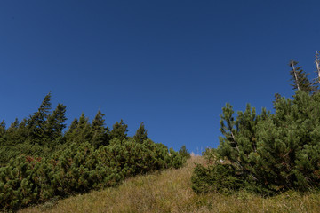 Latschen udn Fichten vor blauem Himmel am Hang vor den Bergen