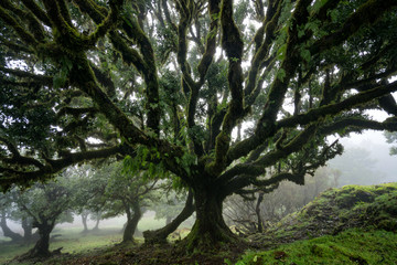 Til ancient tree on the Fanal Portuguese National Park in Madeira, Portugal © Luis