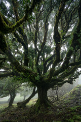 Til ancient tree on the Fanal Portuguese National Park in Madeira, Portugal