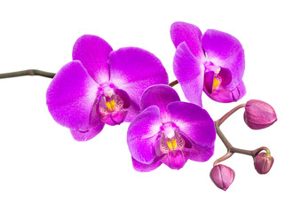 Naklejka na ściany i meble Orchid isolated on white