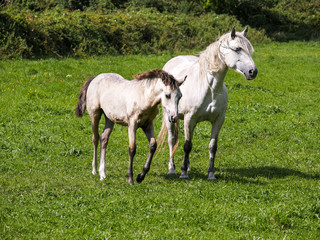 White gracious horse in a green grass field with it foal side by side. Agriculture concept.