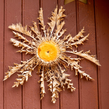 A cardabelle nailed on a door is a lucky charm