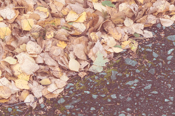 Birch yellow leaves fallen from tree lie on asphalt road on an autumn day.