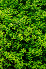 Dark and green leaves blur picture background