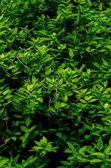 Dark and green leaves blur picture background