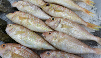 fish on ice at Supermarket and department store, Ingredients for cooking, food concept.