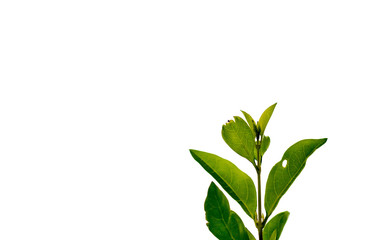 green leave on white background