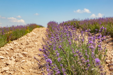 Lavender fields in the hills under the blue sky