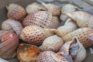 Traditional sea food in the street of Vietnam. Raps and shells, for cooking on a barbecue