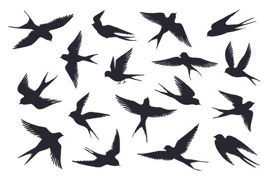 Flying birds silhouette. Flock of swallows, sea gull or marine birds isolated on white background. Vector set illustration of different steps free fly silhouettes feather wings bird