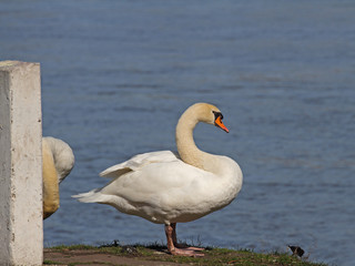 Fototapeta premium Schwan