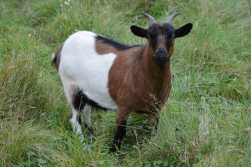 A goat at the farm