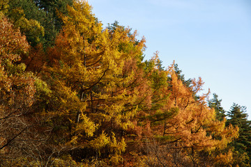 空と黄樹（坂城）