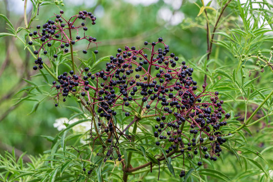American black elderberry fruit (Sambucus canadensis) - Long Key Natural Area, Davie, Florida, USA