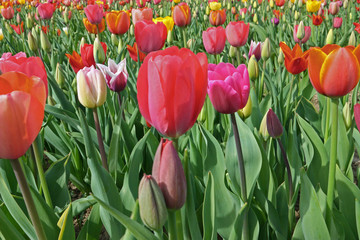 Tulpen