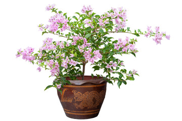 Purple Bougainvillea bloom flower in brown pot isolated on white background.