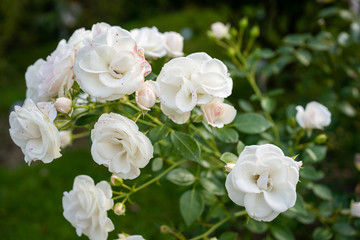 Polyantharose aspirin white rose closeup