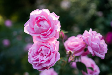 Bengalrose rosa chinensis hermosa pink rose