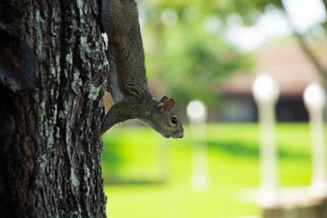 Fototapeta premium A Squirrel on a tree looking around
