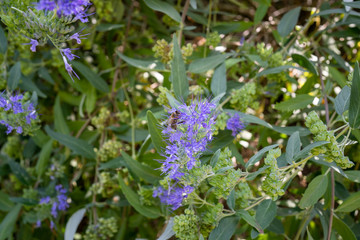 Iris Barbata Elatior black rubi with bee