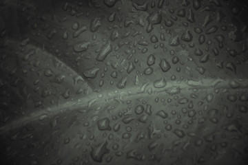  leaf with water drops background.