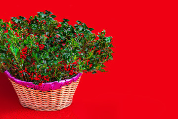 Christmas Holly with Red Berries on a Xmas market.  Traditional Xmas symbol. Holly branches closed up.