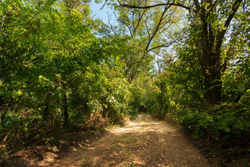 path in the forest / bright summer landscape