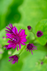 Pink flowers bursting through a green background