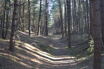 Obraz premium Pine Woodland