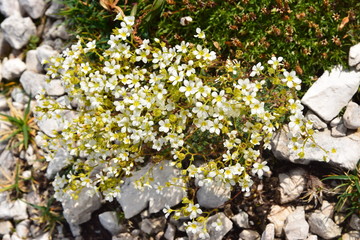 Sassifraga- Saxifraga L.  