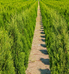 Obraz premium Rows of Juniper bushes at a local farm