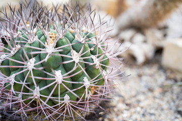 Naklejka na ściany i meble Gymnocalycium saglionis cactus closeup isolated