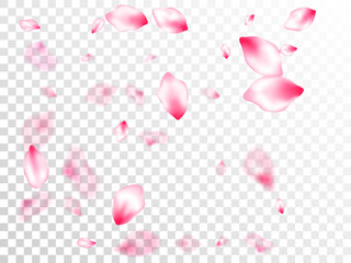 Spring blossom isolated petals flying