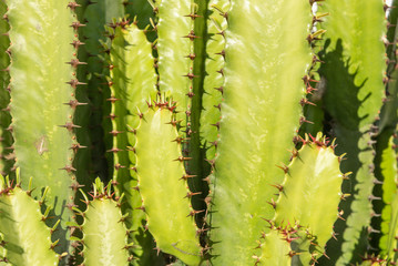 Big cactus outdoor in desert. green cactus with thorns. Plant cactus with spines. Nature, floral background,
