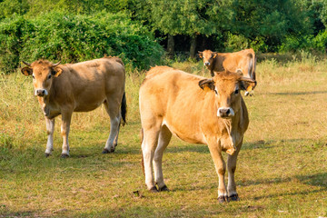 Young cows of Aubrac breed