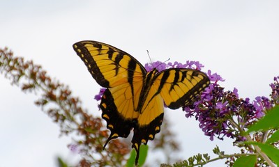 butterfly on flower