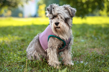 Naklejka na ściany i meble Portrait of a cute dog miniature Schnauzer, sits on the grass in the park. puppy training and obedience