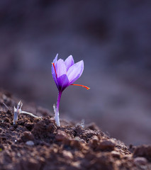 Saffron crops, Set Valley, Cervia de les Garrigues Village, Les Garrigues, Lleida, Catalunya, Spain