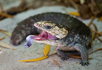 Bobtail lizard