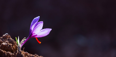 Saffron crops, Set Valley, Cervia de les Garrigues Village, Les Garrigues, Lleida, Catalunya, Spain