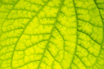 Fototapeta na wymiar Texture of Wild Betel Leafbush green leaf structure. Concept of natural science.