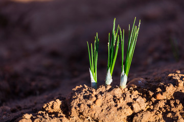 Cultivo de azafrán, Valle del Set, Cervia de les Garrigues, Les Garrigues, Lleida, Catalunya, Spain