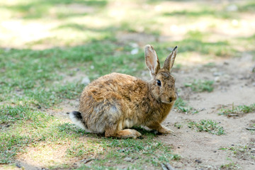 Naklejka na ściany i meble Wild rabbit on Lokrum island, Croatia