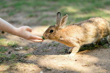Wild rabbit on Lokrum island, Croatia